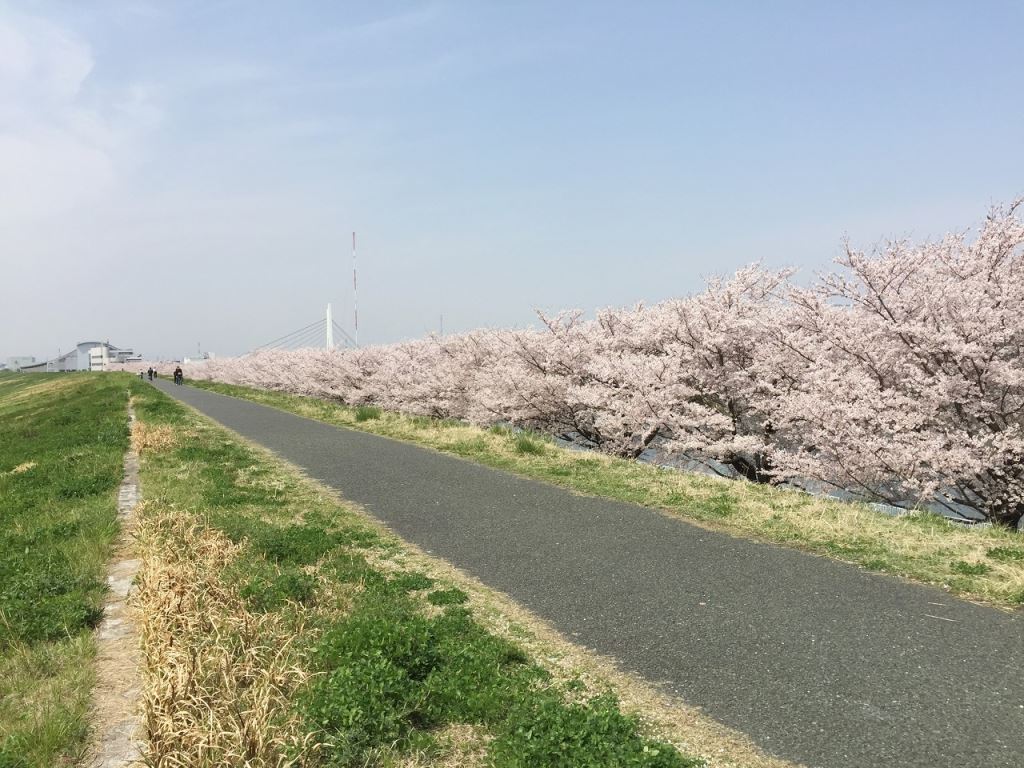 4月6日の桜2