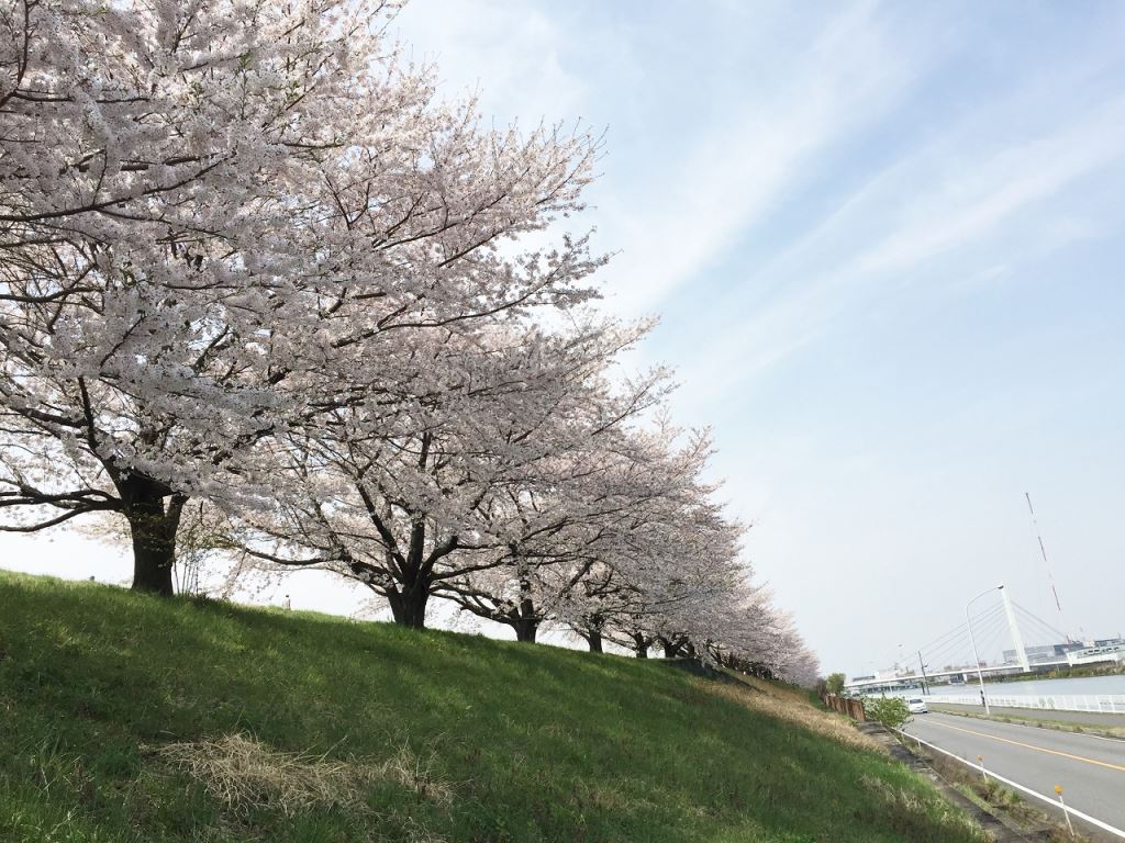 4月6日の桜4