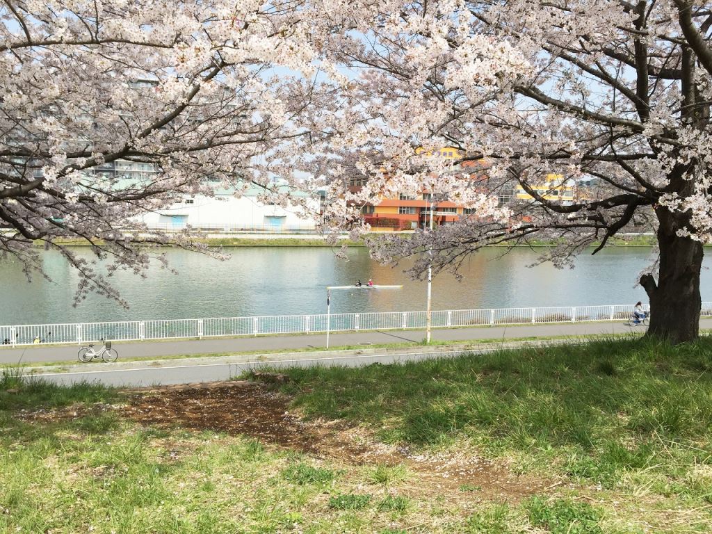 4月6日の桜3