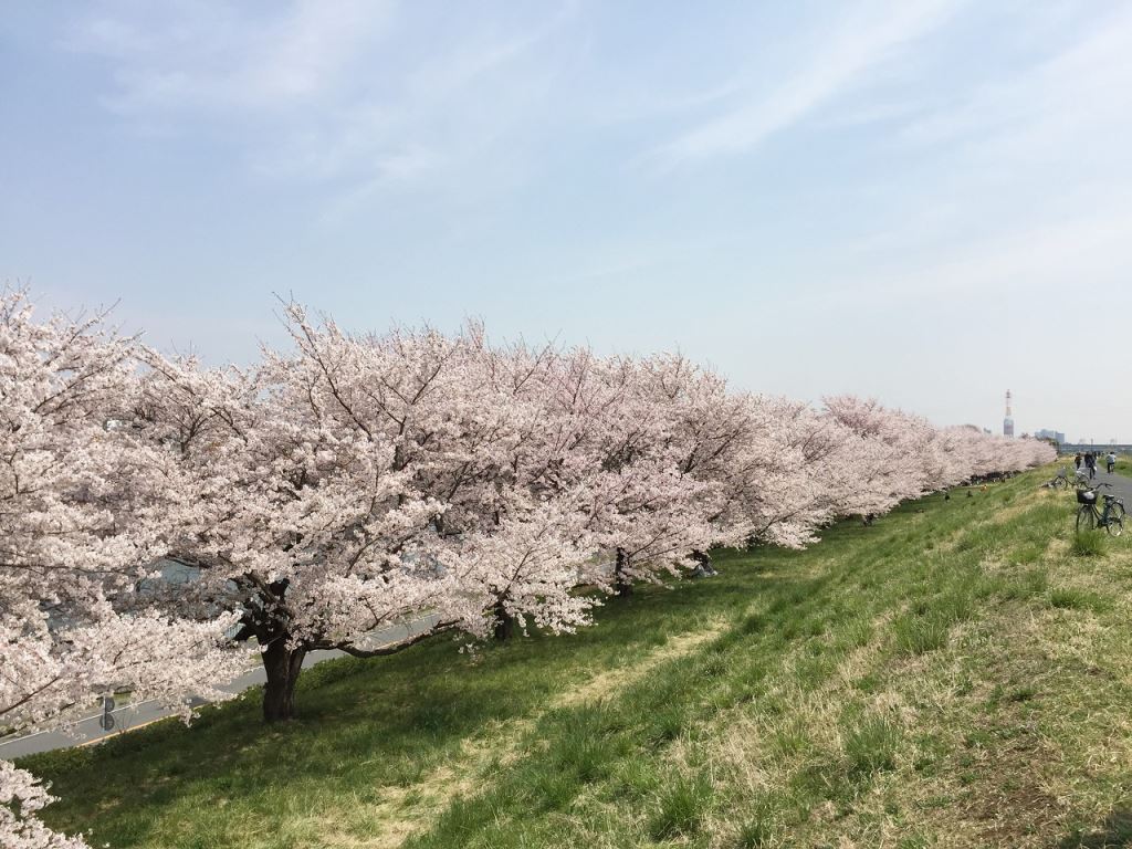 4月6日の桜1