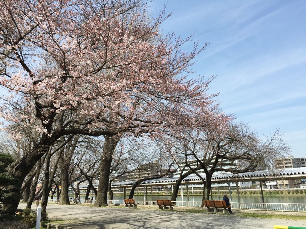1桜 (2)